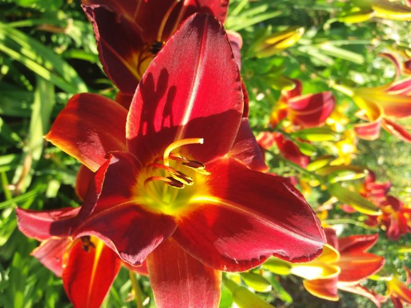 Johnny Reb 12 lei ( 3 bucx10 lei) - HEMEROCALISI de vanzare in 2020