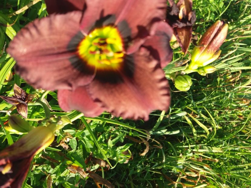 Cindarella s Dark Side 10 lei buc - HEMEROCALISI de vanzare in 2020