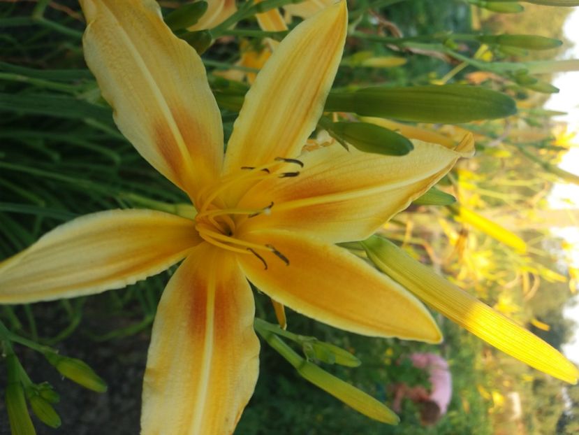 Autumn Minaret remontant 10 lei buc ( 3 buc 8lei) - HEMEROCALISI de vanzare in 2020