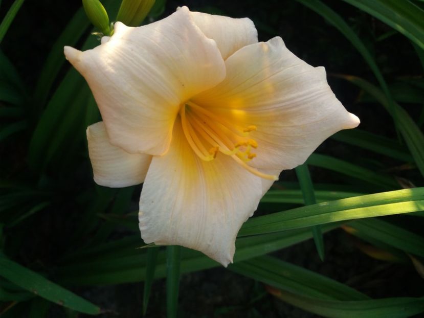 Mini Pearl 10 lei buc (3 buc x 8lei) - HEMEROCALISI de vanzare in 2020