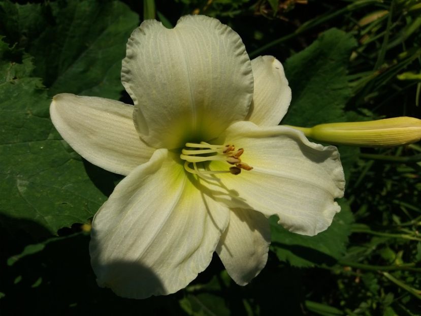 Heidi Edelweiss rem. 15 lei buc - HEMEROCALISI de vanzare in 2020