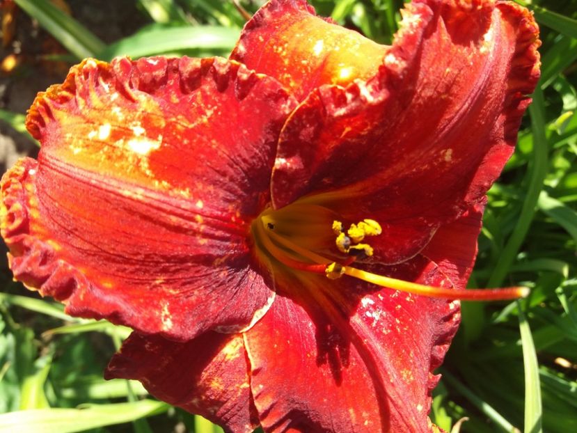 Velvet Beads  15 lei - HEMEROCALISI de vanzare in 2020