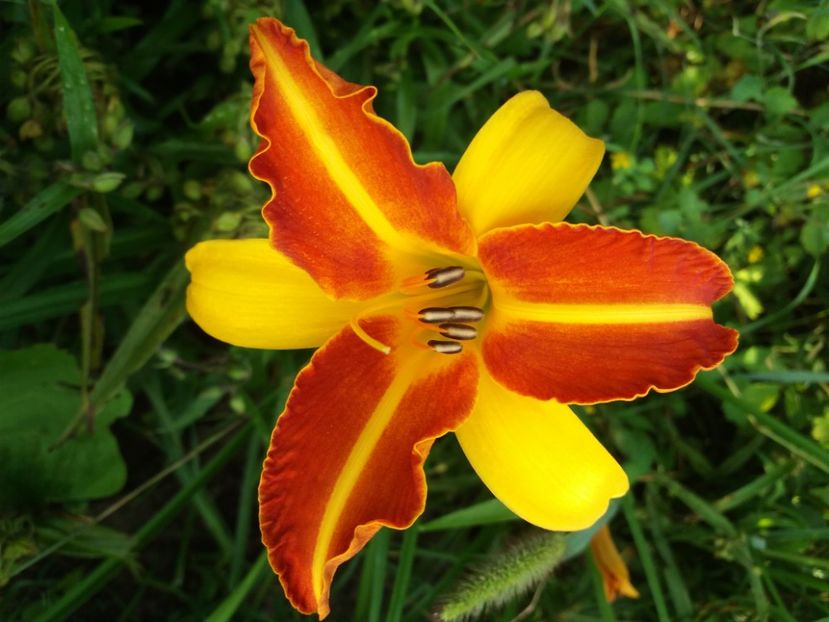 Frans Hals 10 lei ( 3 buc x 8 lei ) - HEMEROCALISI de vanzare in 2020