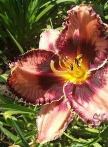 Simmons Overture  12 lei buc - HEMEROCALISI de vanzare in 2020