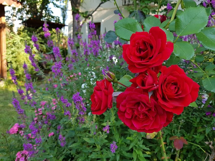 Sympathy - 2020_Roze_Gradina Rozelor