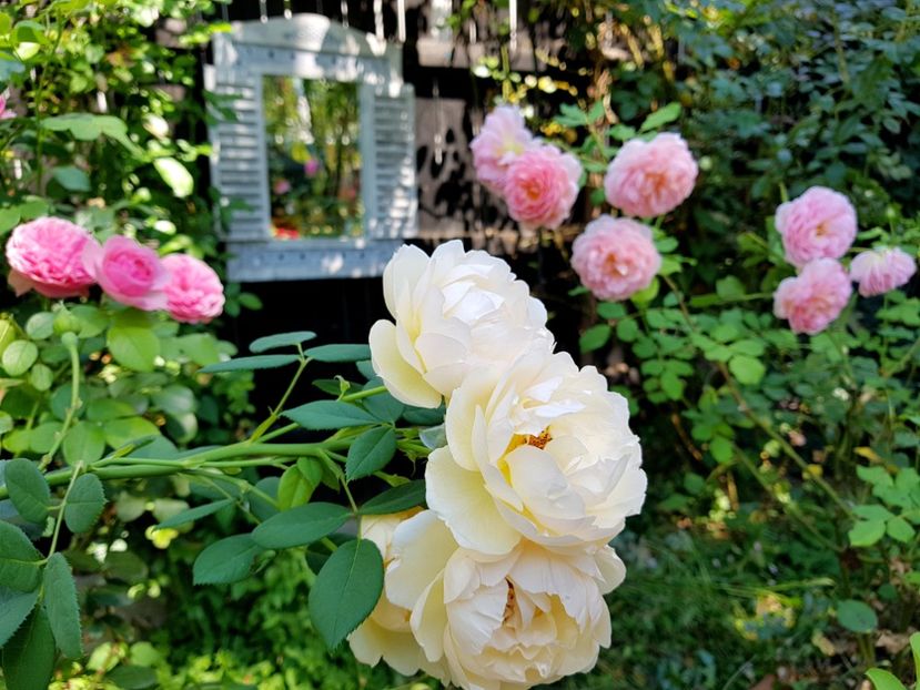  - 2020_Roze_Gradina Rozelor