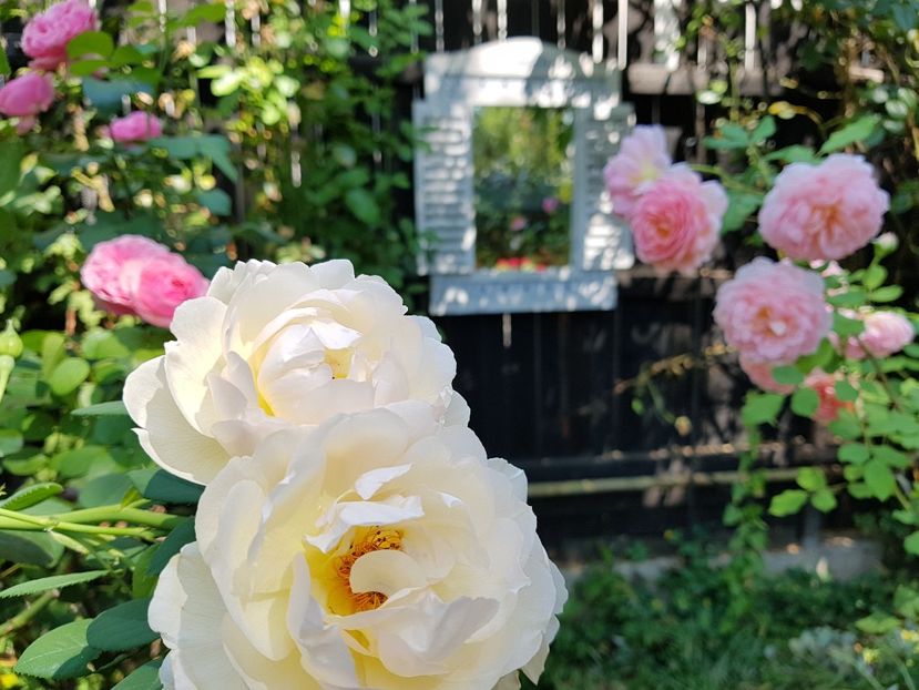  - 2020_Roze_Gradina Rozelor