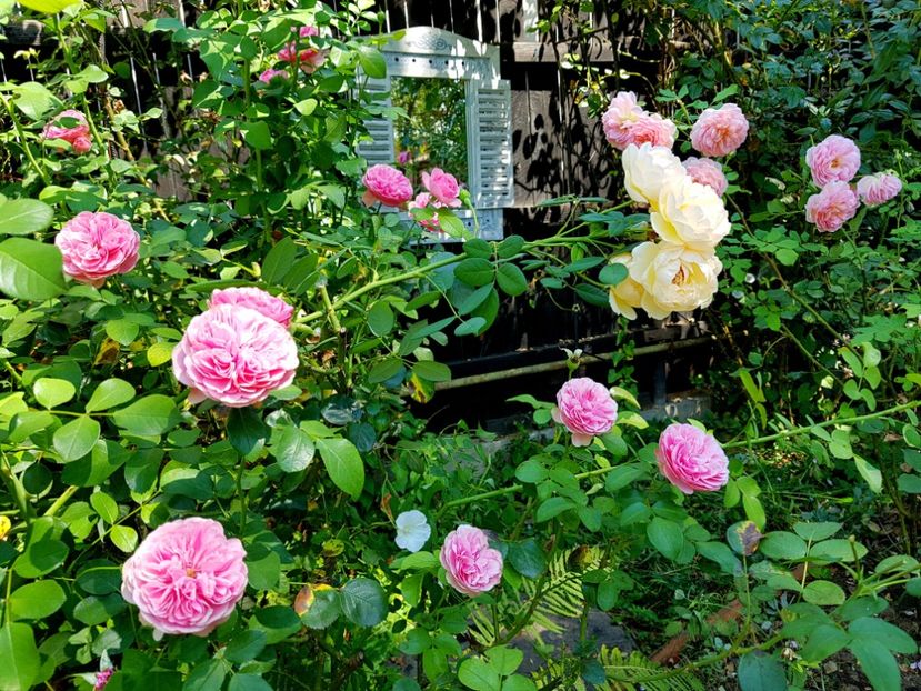 Leonardo da Vinci - 2020_Roze_Gradina Rozelor