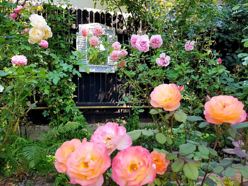 Lady Emma Hamilton - 2020_Roze_Gradina Rozelor