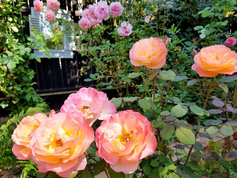 Lady Emma Hamilton - 2020_Roze_Gradina Rozelor