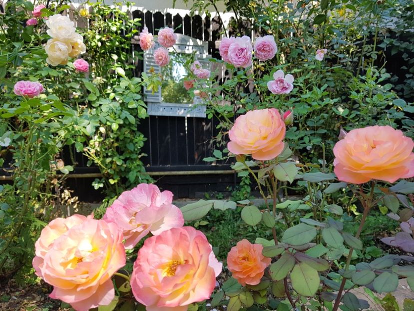 Lady Emma Hamilton - 2020_Roze_Gradina Rozelor