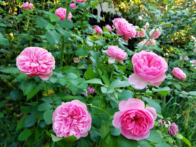 Leonardo da Vinci ca - 2020_Roze_Gradina Rozelor