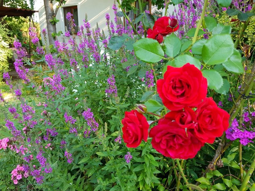 Sympathy - 2020_Roze_Gradina Rozelor