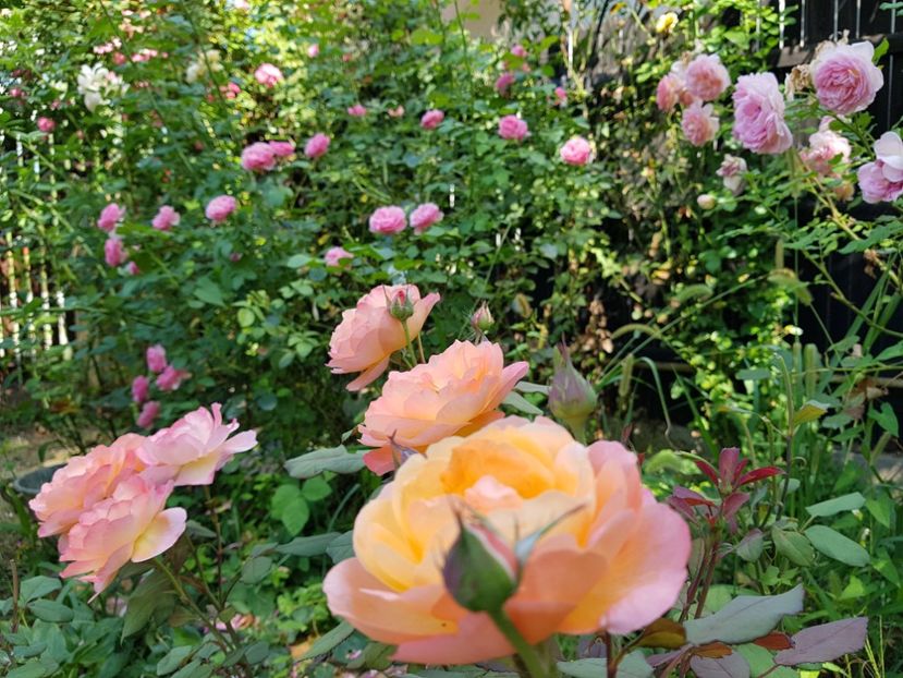  - 2020_Roze_Gradina Rozelor