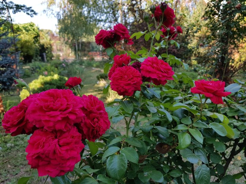 Red Leonardo - 2020_Roze_Gradina Rozelor