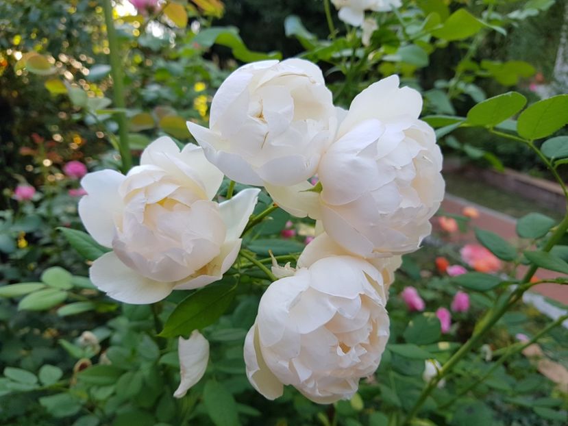  - 2020_Roze_Gradina Rozelor