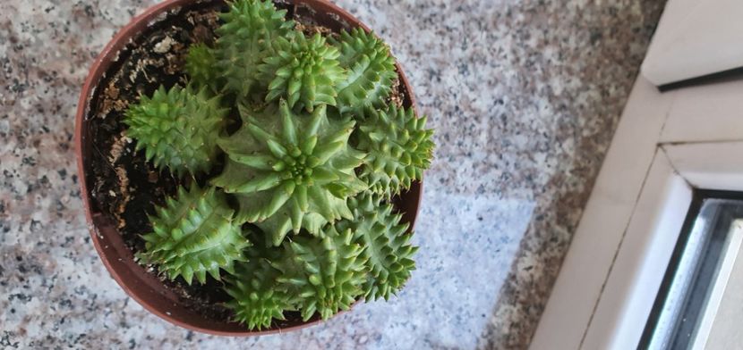  - CACTUSI rog identificare