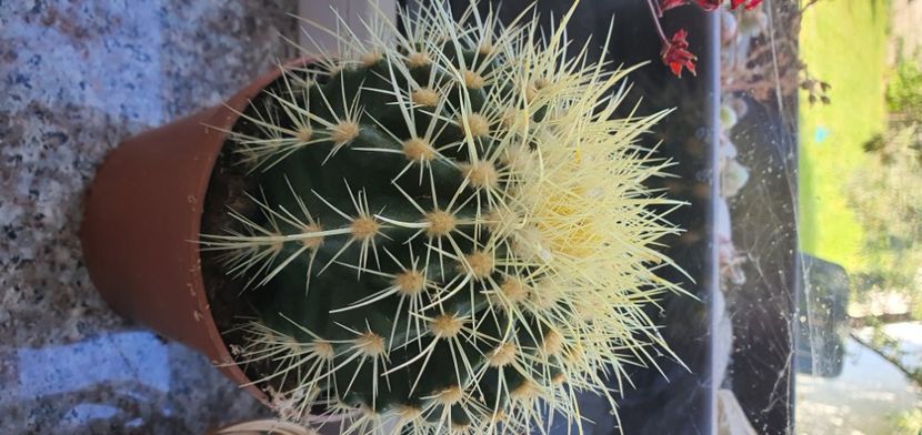  - CACTUSI rog identificare