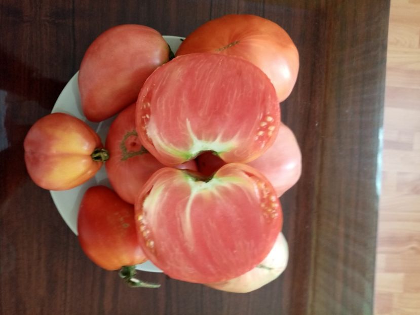  - TOMATE 2020 ALBUM 15
