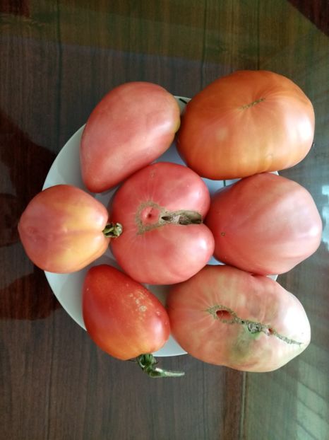  - TOMATE 2020 ALBUM 15
