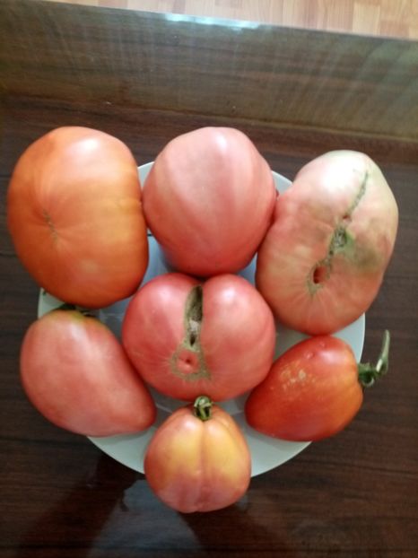  - TOMATE 2020 ALBUM 15