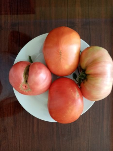  - TOMATE 2020 ALBUM 15