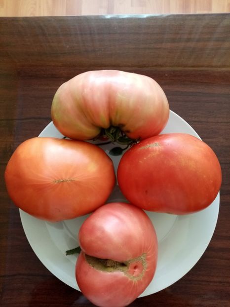  - TOMATE 2020 ALBUM 15