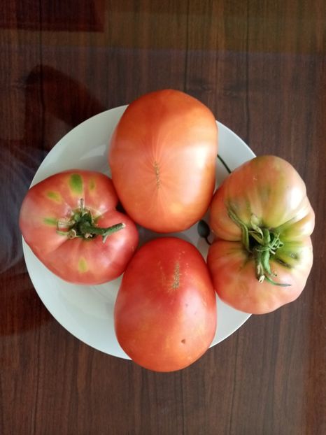  - TOMATE 2020 ALBUM 15