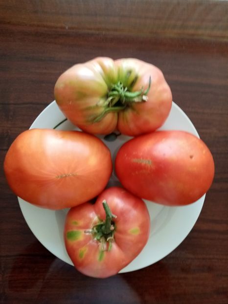  - TOMATE 2020 ALBUM 15