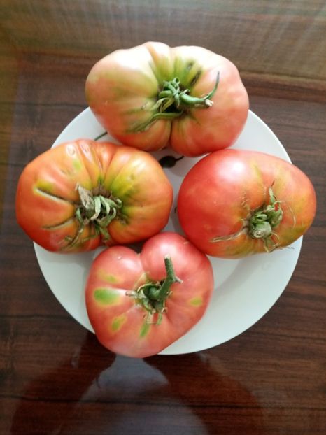  - TOMATE 2020 ALBUM 15