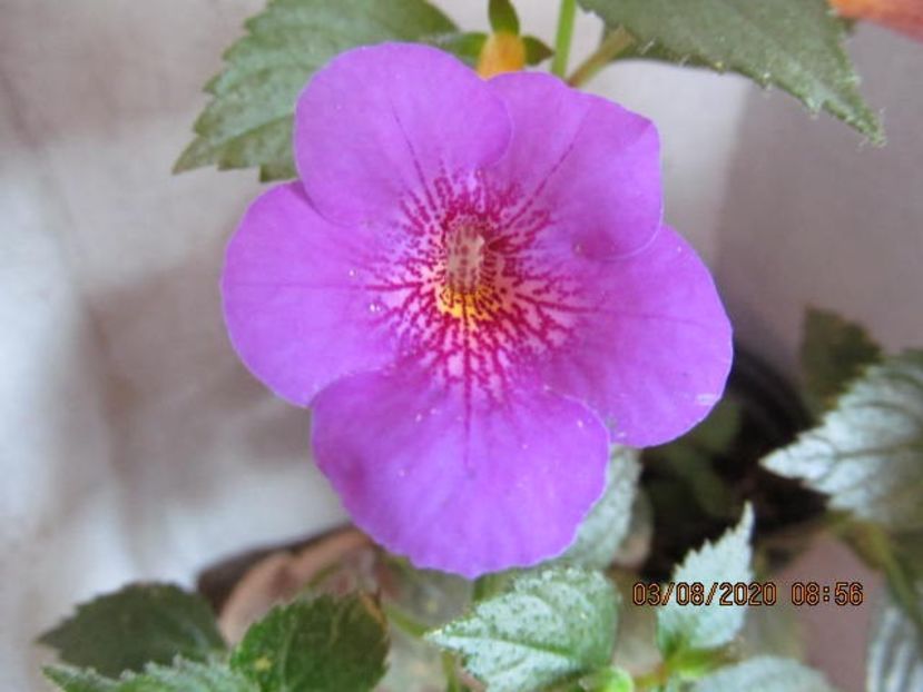 Orion - Achimenes 2020