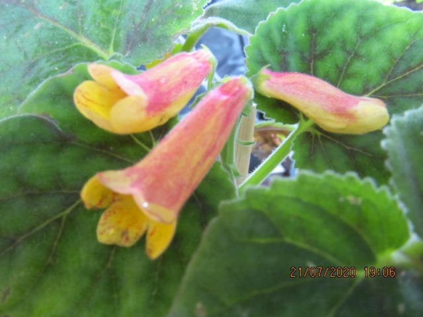 Tharf Formosa Golden Firecracker - SMITHIANTHA 2020