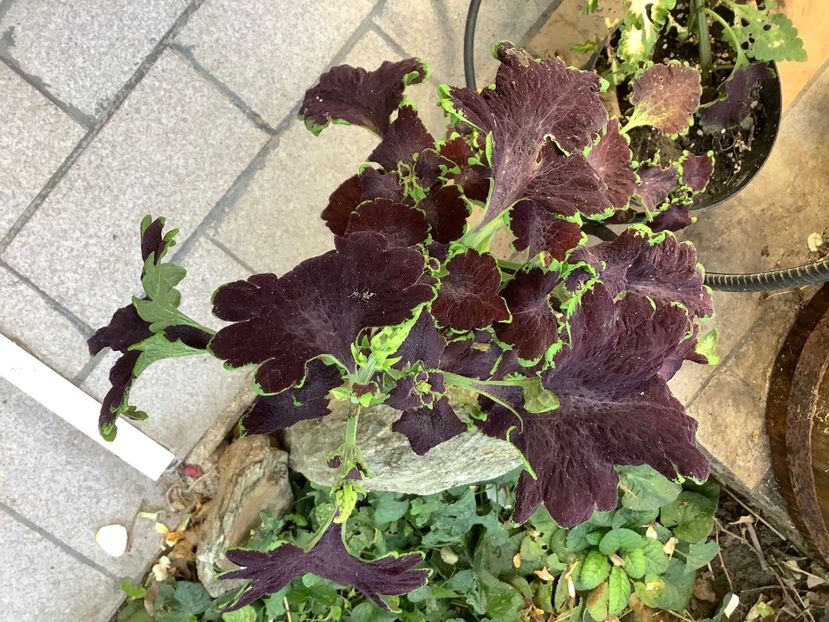  - Coleus Urzicuță