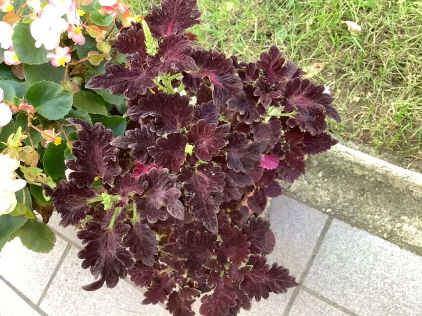  - Coleus Urzicuță