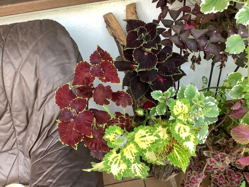  - Coleus Urzicuță