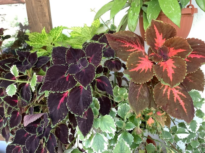  - Coleus Urzicuță