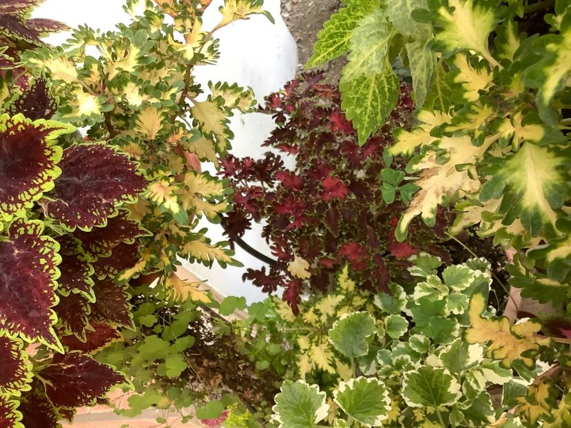  - Coleus Urzicuță