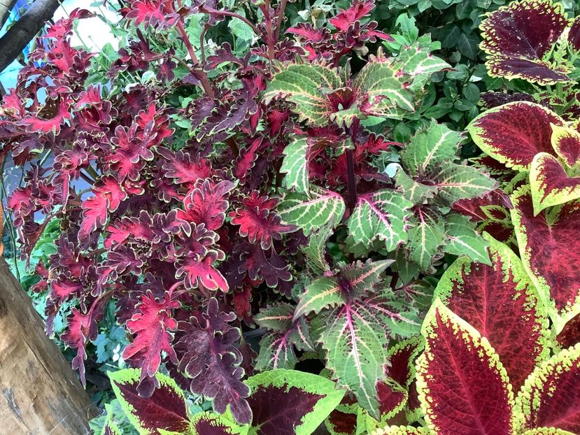  - Coleus Urzicuță