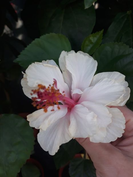  - Hibi White Pride of Hankins