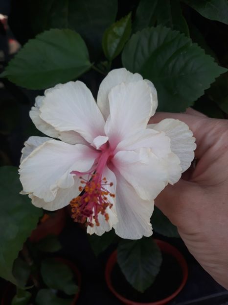  - Hibi White Pride of Hankins