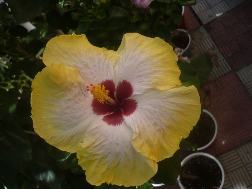 P1450353 - HIBISCUSI 2020-2