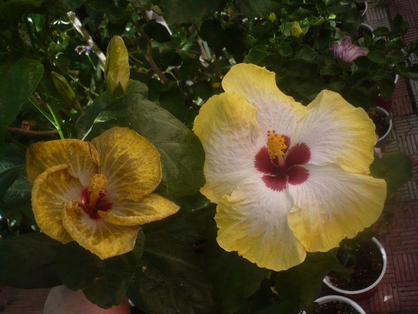 P1450354 - HIBISCUSI 2020-2