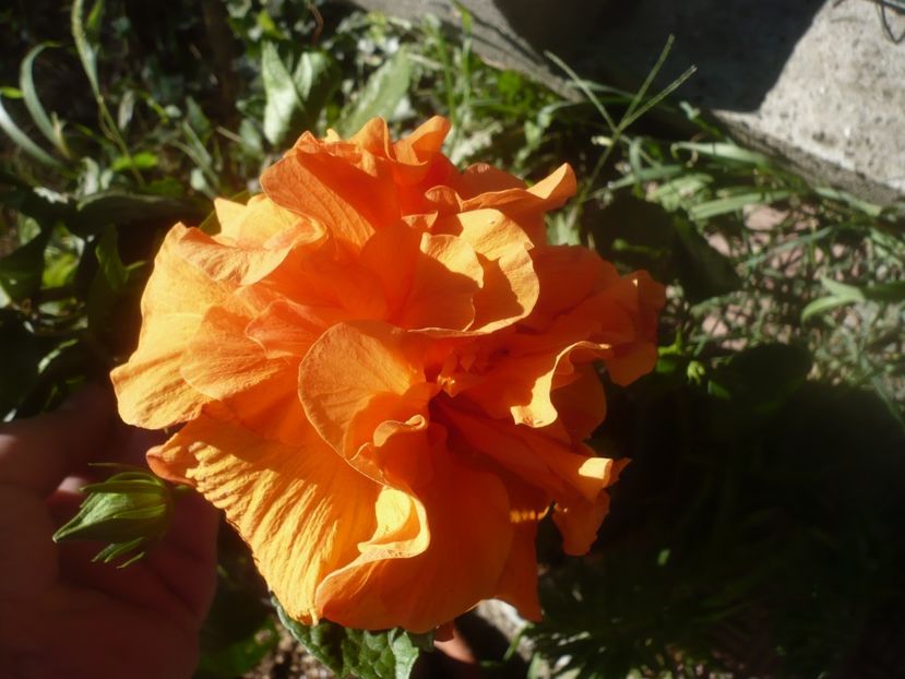 P1450358 - HIBISCUSI 2020-2