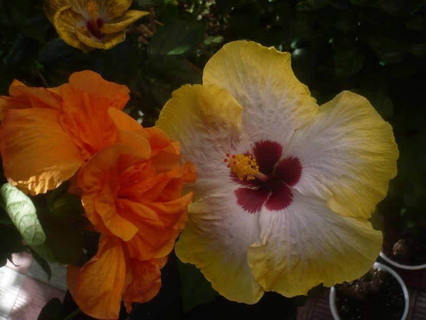 P1450360 - HIBISCUSI 2020-2