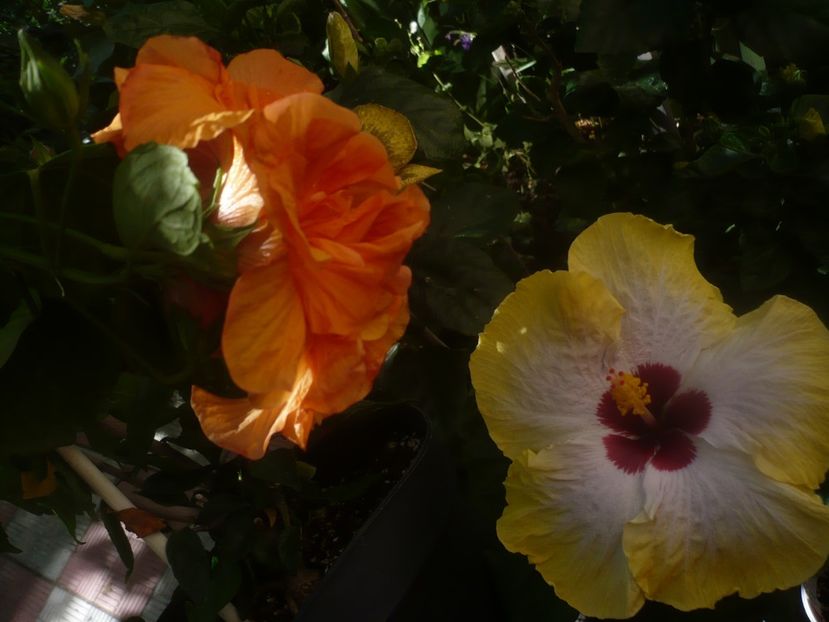 P1450361 - HIBISCUSI 2020-2