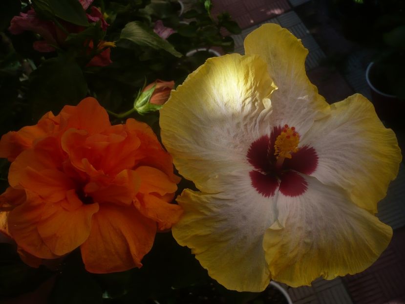 P1450364 - HIBISCUSI 2020-2