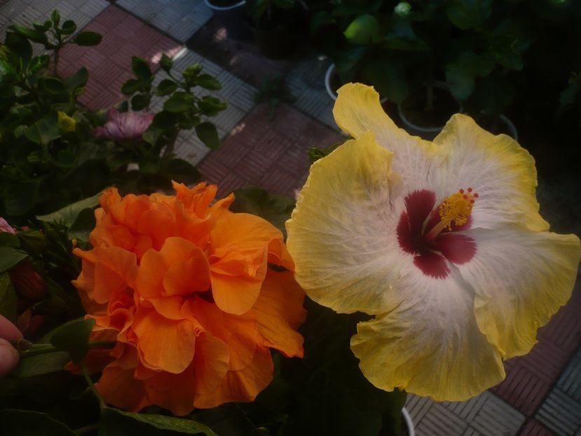 P1450366 - HIBISCUSI 2020-2