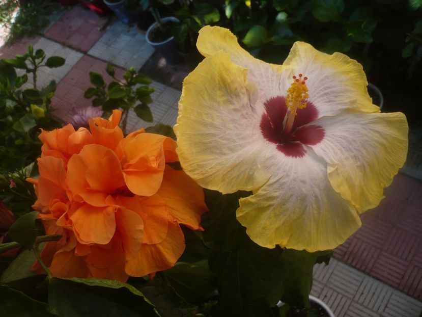 P1450367 - HIBISCUSI 2020-2