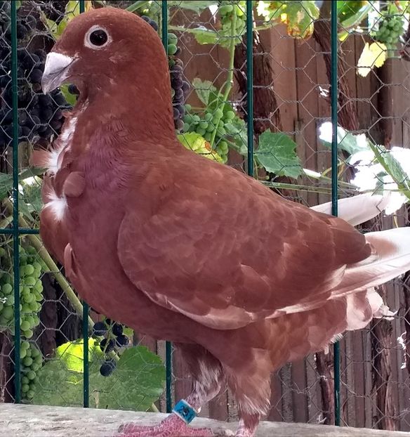  - CRAVATAȚI ROMÂNEȘTI