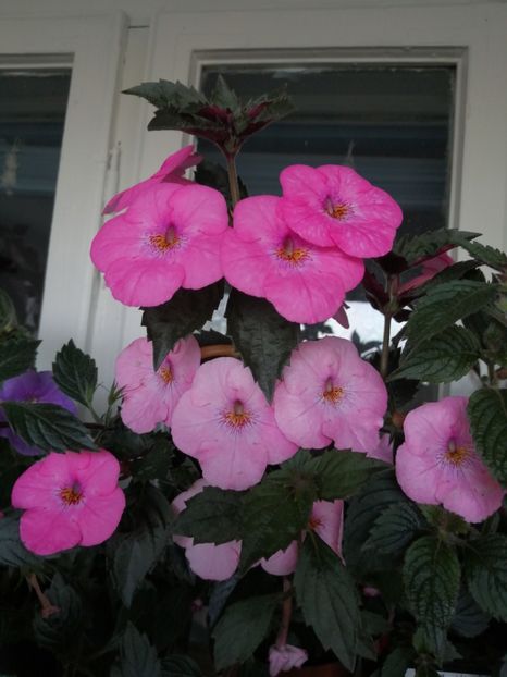  - Achimenes 4 august 2020